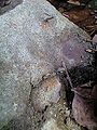 砂岩に埋まるオキシジミ.jpg